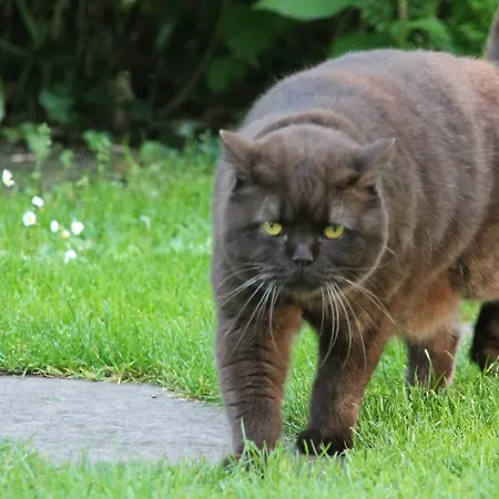 Strandhaus Ott Apartment Hagnau am Bodensee