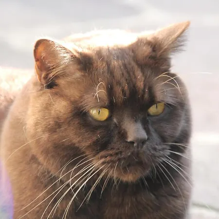 Strandhaus Ott Hagnau am Bodensee