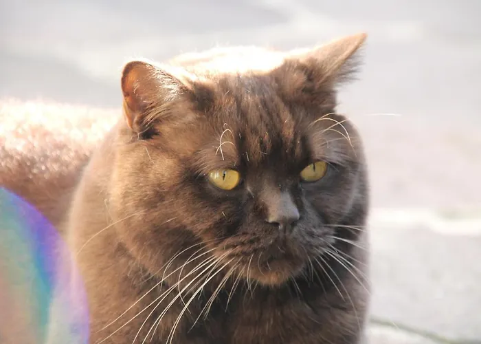 Strandhaus Ott Hagnau am Bodensee